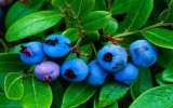 研究显示多吃蓝莓有助预防高血压