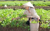 蔬菜水果进入高峰期