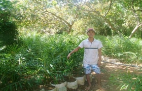 Triệu phú... gừng