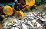 Mekong Delta set to boost tra fish exports