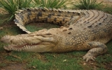 Cá sấu Australia cũng bị 