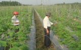 Prospects for growing safe vegetable in province