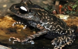 New toad species found in Vietnam