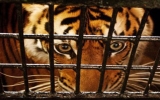 Forest clearance threatens Sumatran tigers