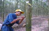 2011 will be a prosperous year for rubber growers