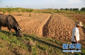 湖北旱灾已造成989万人受灾全省启动自然灾害救助三级响应