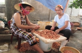 Tôm nõn Cửa Lò - món quà thiên nhiên miền Trung