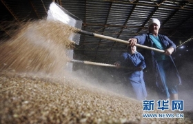 俄罗斯将取消粮食出口禁令