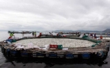 800 tấn cá chết trắng hồ ở Philippines
