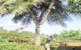 Đồn thổi cây dừa 3 ngọn giá... 1 triệu USD