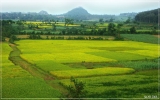 科学家发现古代水稻的“绿色革命”