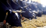 Hiểm họa lạm dụng kháng sinh trong chăn nuôi