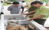 Bàn giao xác một con hổ 156,5kg cho Bảo tàng Bình Dương làm tiêu bản