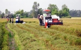 Hình thành nhiều “cánh đồng lớn” sản xuất lúa