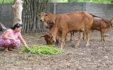 Mother cow-breeding club helps farmers in Phu Giao escape poverty