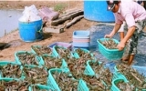 WTO concludes Vietnam’s shrimp lawsuit
