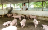 Farmer Nguyen Van Thanh – a good example of production and business