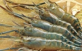 Shrimp exports surge sharply