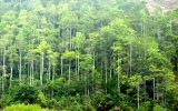 Vietnamese timber seeks outlets in EU