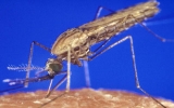 “Triệt sản” muỗi để chặn sốt rét