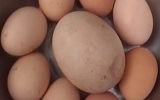 Quả trứng gà khổng lồ tại Trung Quốc