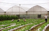 An Thai hi-tech agricultural area reaches 100 tons of clean vegetables per ha