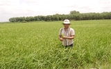 Hội nông dân huyện Dầu Tiếng:  Ứng dụng tiến bộ khoa học vào sản xuất đạt hiệu quả cao