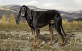 Chú chó có đôi tai dài nhất thế giới