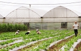 An Thai hi-tech agricultural area highlights agro-production