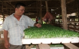 Nông dân phường Phú Mỹ (TX.TDM):  Vươn lên phát triển nông nghiệp đô thị