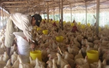 Vietnamese chickens granted Global GAP