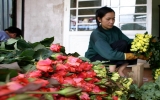 Thành phố Đà Lạt: Giá hoa hồng tăng kỷ lục