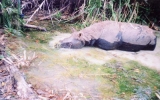 Tê giác một sừng tuyệt chủng ở Việt Nam