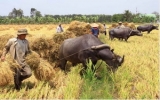 Sản lượng lúa 2011 của Nam bộ tăng 1,7 triệu tấn
