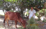 Người nghèo vươn lên từ dự án “Ngân hàng bò”
