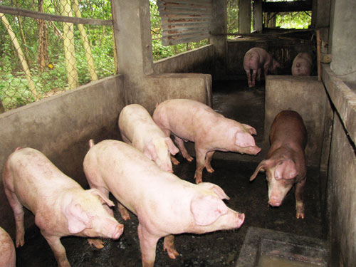 Bio-safety animal husbandry - a sustainable development - Báo Bình Dương  Online