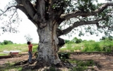 Cứu sống cây xoài 300 tuổi già nhất Bạc Liêu