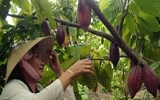 Tien Giang’s cocoa certified to meet international standards