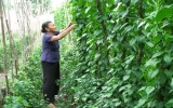 Nông dân Phú Mỹ (TX.TDM): Thành công với mô hình trồng cây lá vang