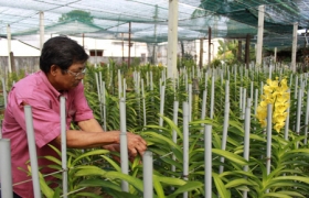 Trồng lan áp dụng hệ thống tưới phun sương: Hiệu quả thấy rõ