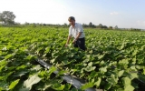 Farmers in Tan Binh assisted to uphold effective business models