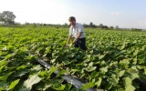 Hội nông dân phường Tân Bình, TX.Dĩ An: Hỗ trợ nông dân phát huy những mô hình kinh tế hiệu quả