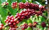 Coffee exports hit record high