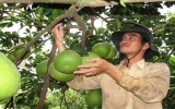 Bach Dang grapefruit is busy to welcome Lunar New Year