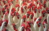 Bird flu prompts market chicken cull in HK