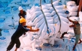 7 million tonnes of rice to be exported in 2012