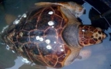 A 85kg rare turtle caught in Thua Thien-Hue