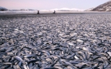 Cá chết la liệt trên bờ biển Na Uy