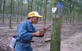 One more abundant rubber latex harvest