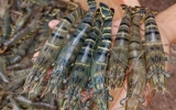 Asians seek more Vietnam shrimp